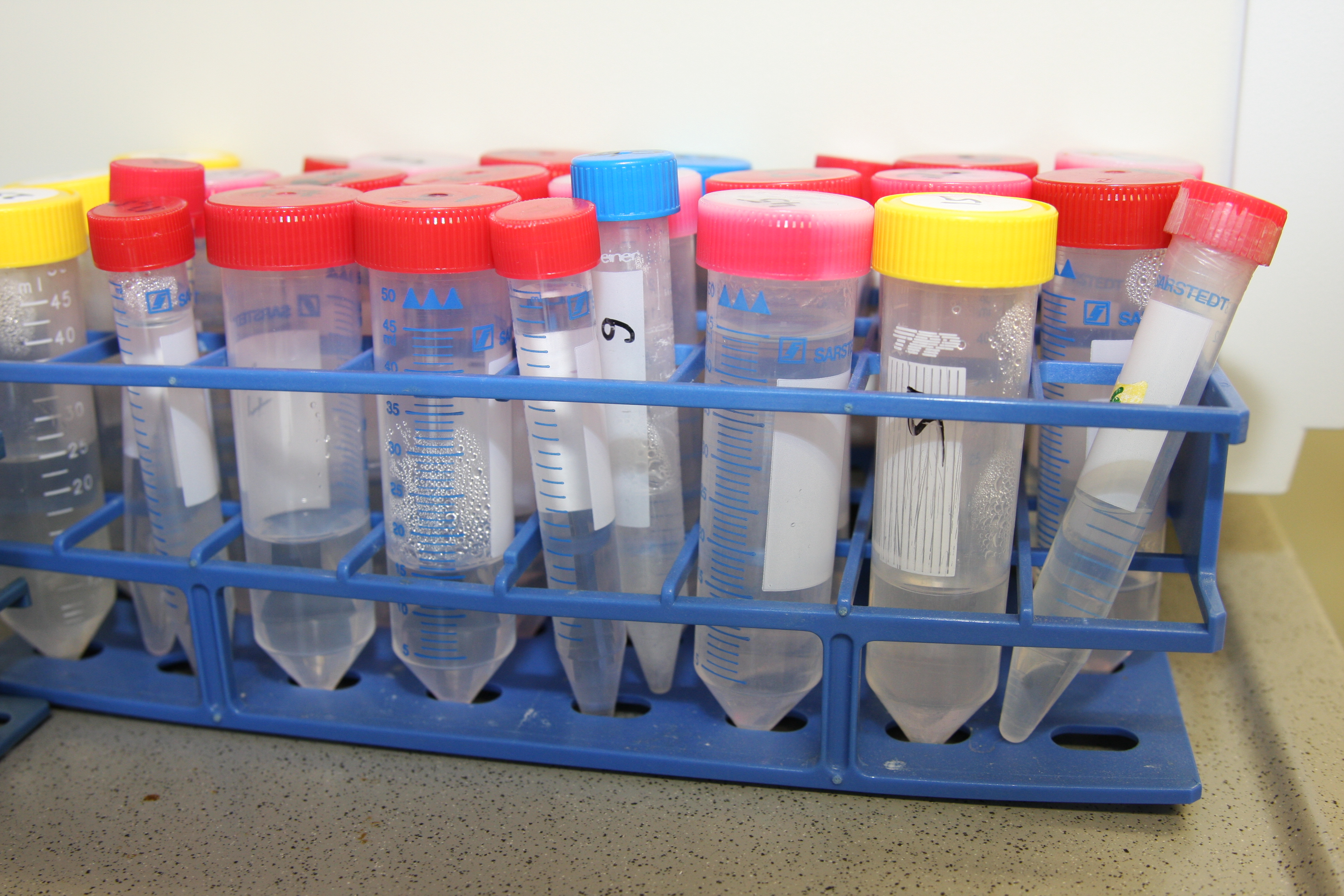 Test tube rack with various coloured tubes