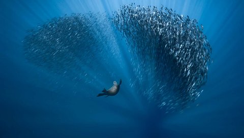 a seal and many fishes swim in the water