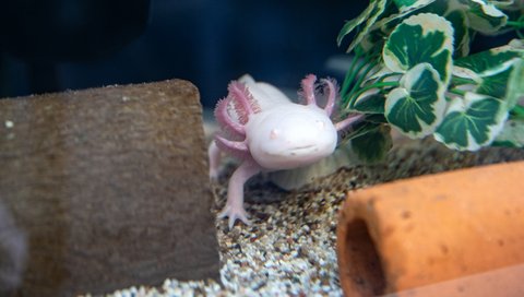 Ein weißes Axolotl im Aquarium.
