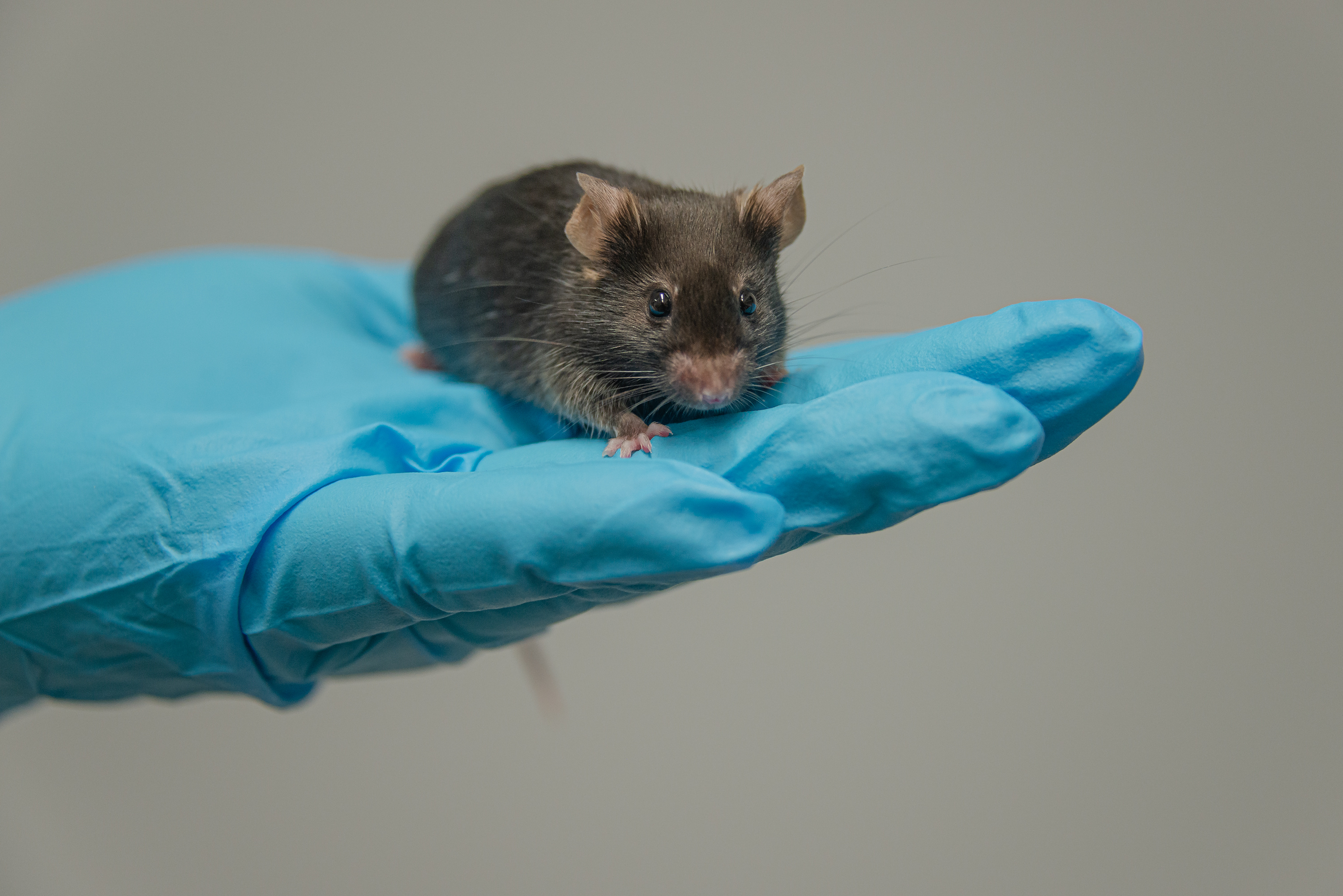 Zusehen ist eine graue Maus, die auf einem blauen Handschuh sitzt.