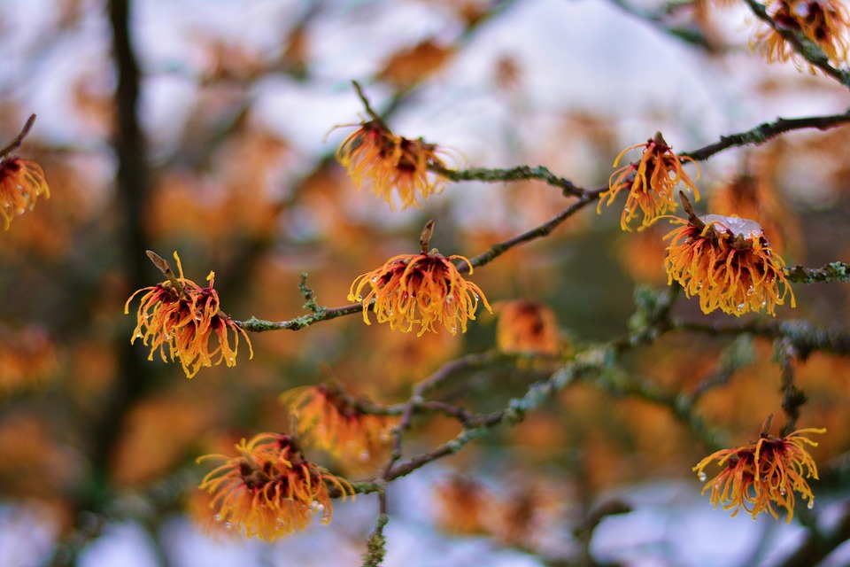 orangefarbene Blüten der Hamamelis Zaubernuss schneebedeckt