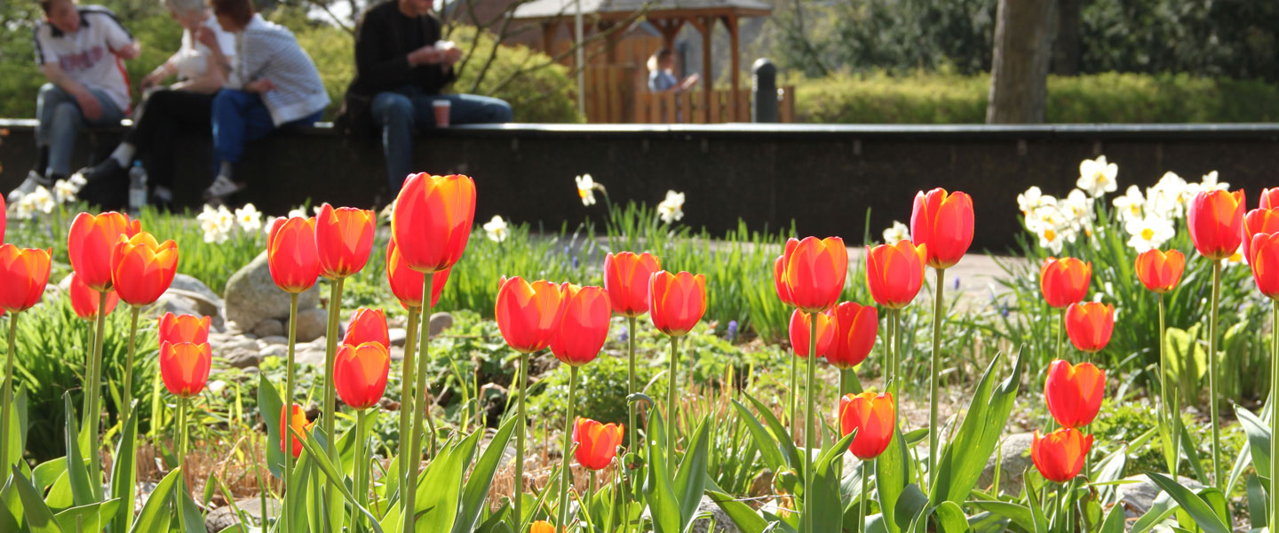 Blick über eine Tulpenbeet auf Patient*innen, die ein Pläuschchen halten