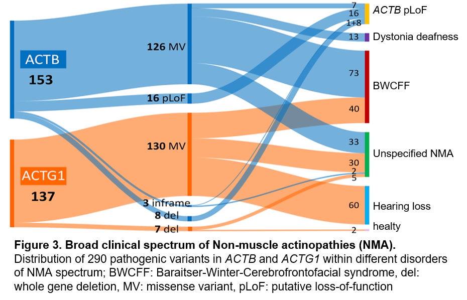 Figure 3. Genotype/Phenotype Correlation of Non-muscle actinopathies (NMA). 