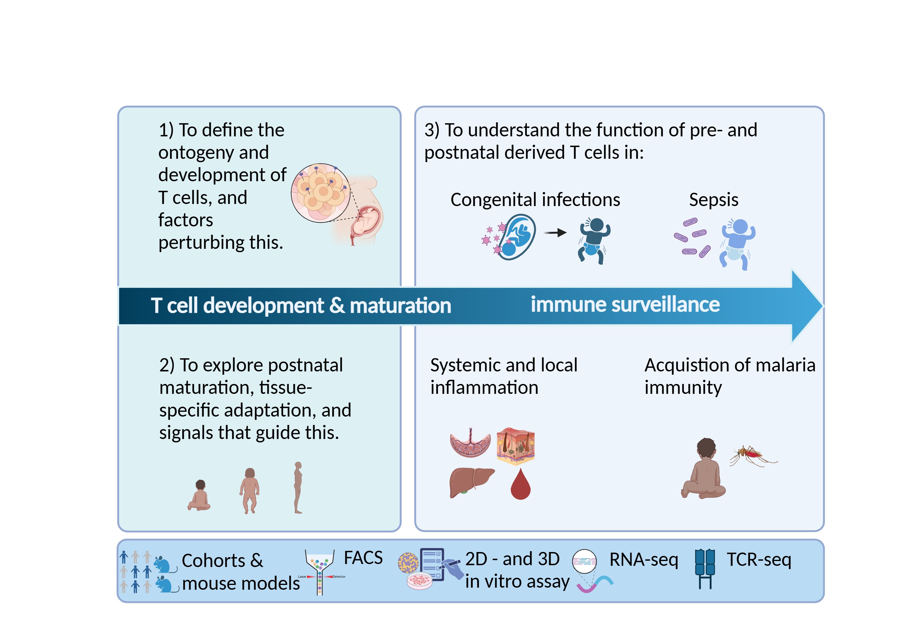 Copyright: Ravens, Sarina/Institut für Immunologie/MHH