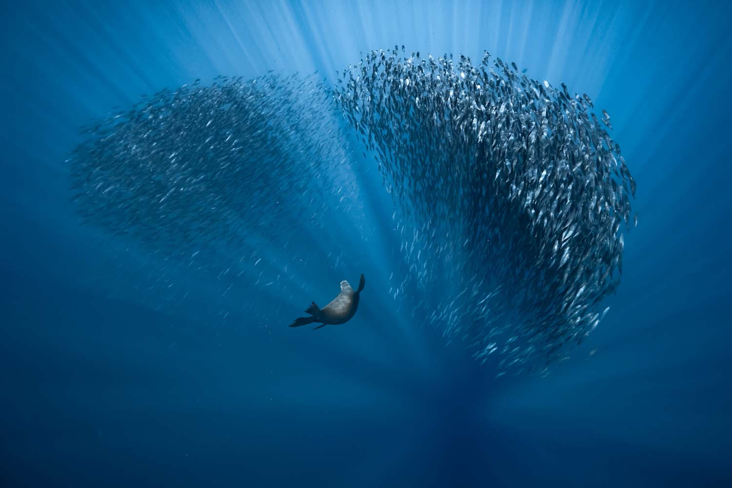 a seal and many fishes swim in the water