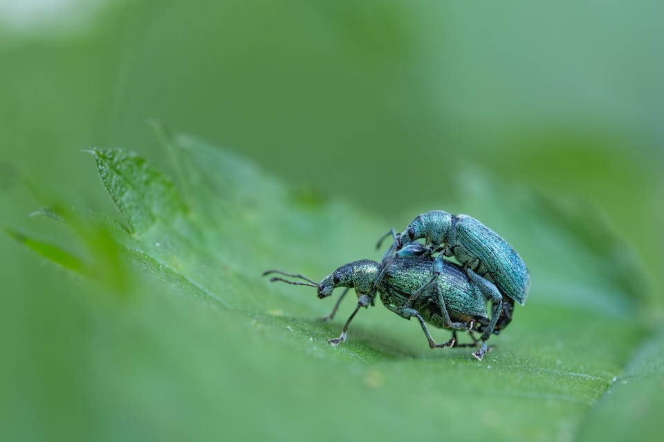 Zwei Käfer in Nahaufnahme auf eine Blatt. 