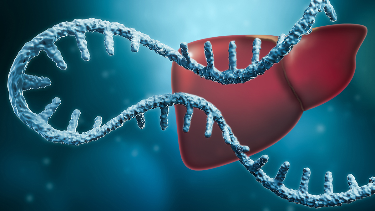 Copyright: iStock/pixabay/Karin Kaiser/MHH Ein blauer symbolischer RNA-Strang schwebt vor der symbolischen Abbildung einer roten Leber.